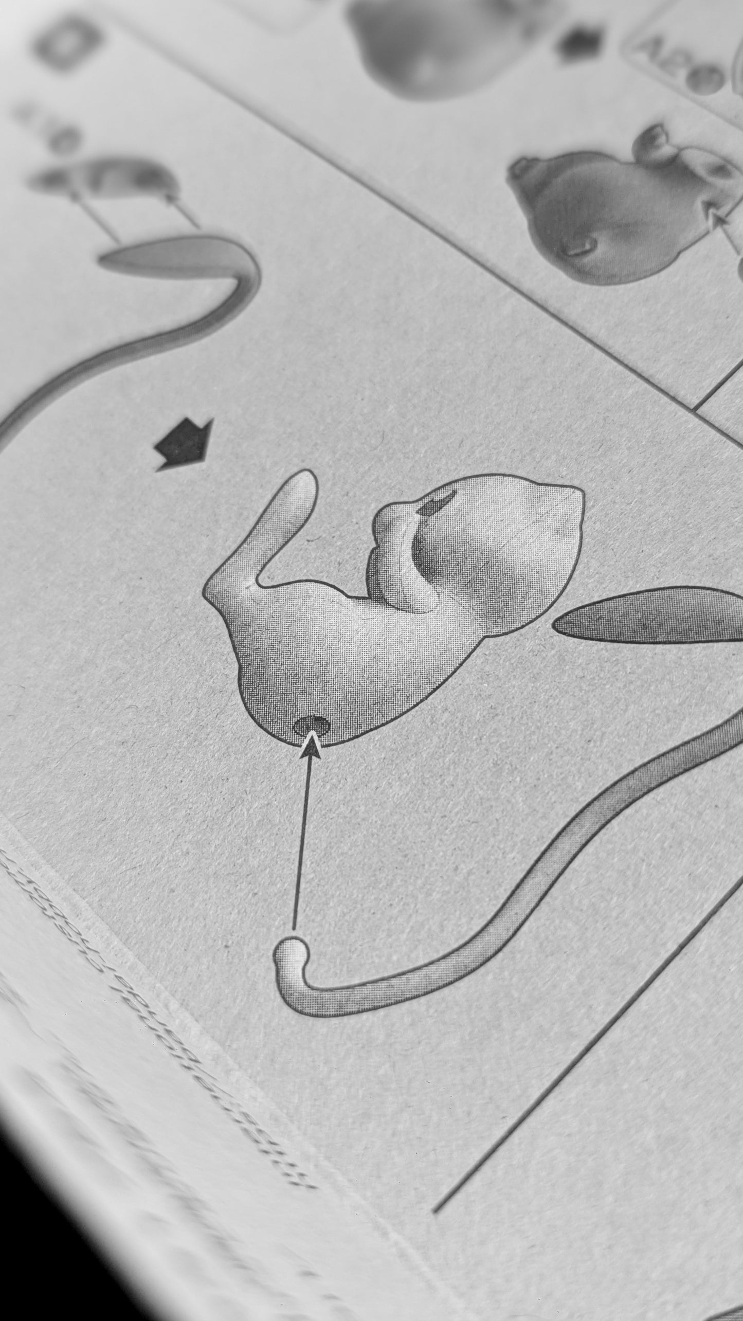 Pokemon Plamo Collection Quick!! No.02 Mew